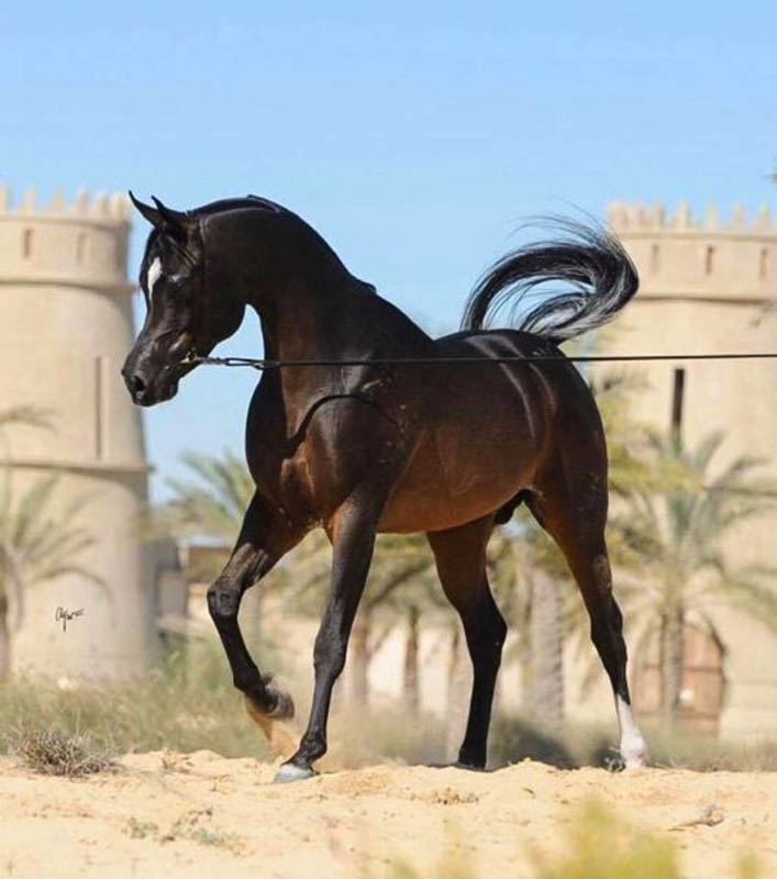 Full view of black Arabian horse with raised leg and flowing tail