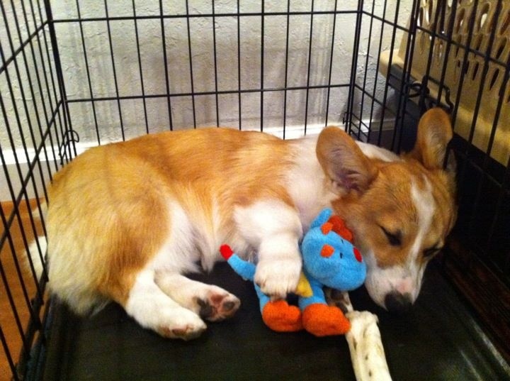 How to stop puppy whining in crate