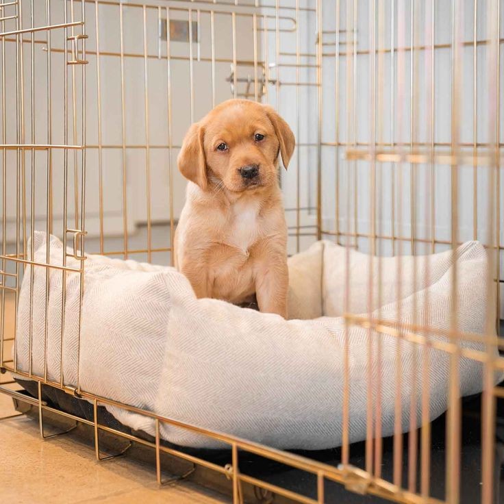 How to stop puppy whining in crate