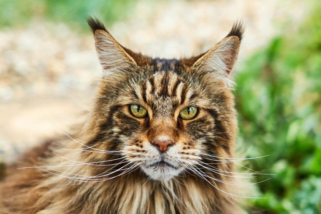Maine Coon cat close up portrait showing long thick fur