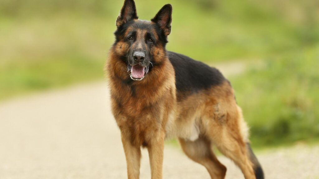 German Shepherd dog standing proudly