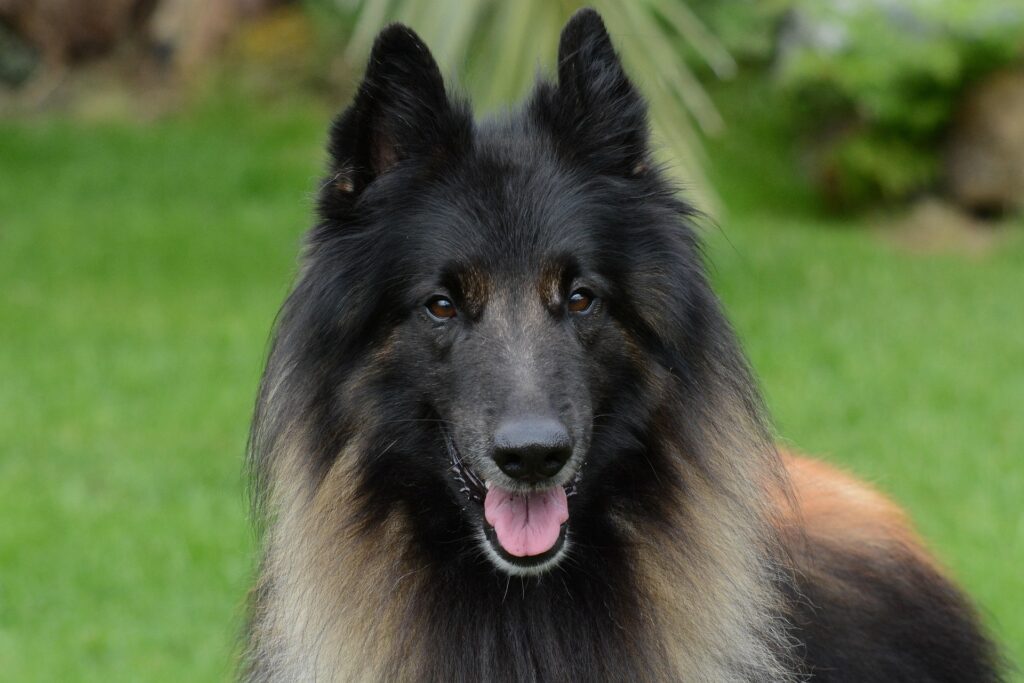 Belgian Tervueren dog with long coat, fawn coloring, in dog sports or conformation show