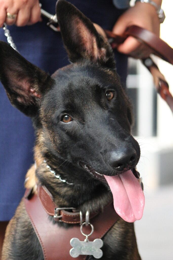 Belgian Malinois dog with short fawn coat and black mask, highly athletic working and police dog type
