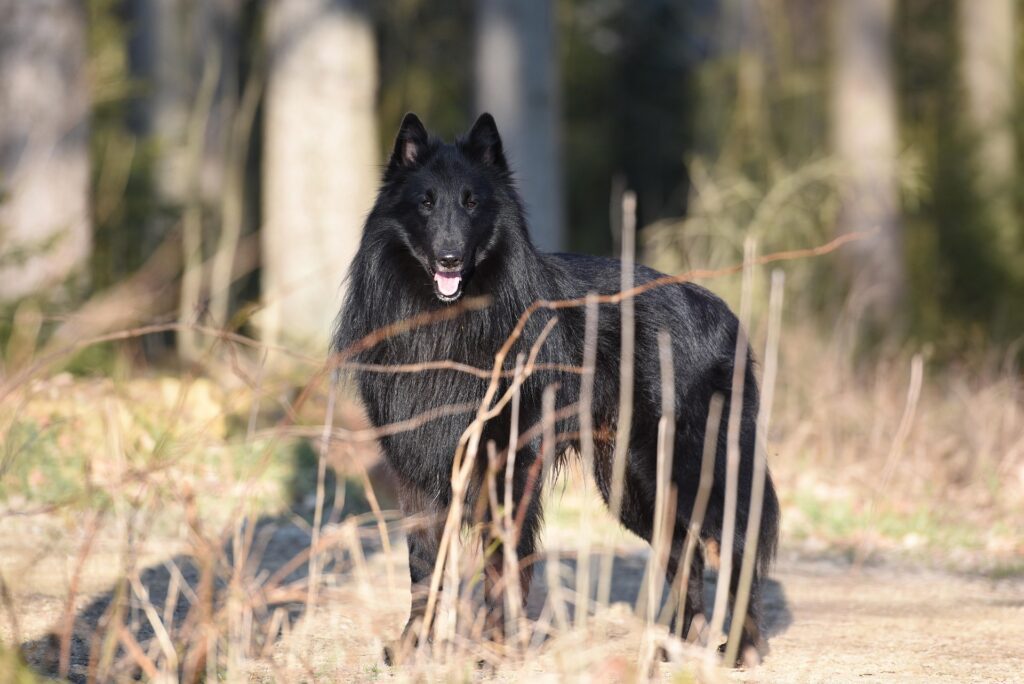 Belgian Groenendael dog with long black coat, striking appearance, known for beauty and intelligence