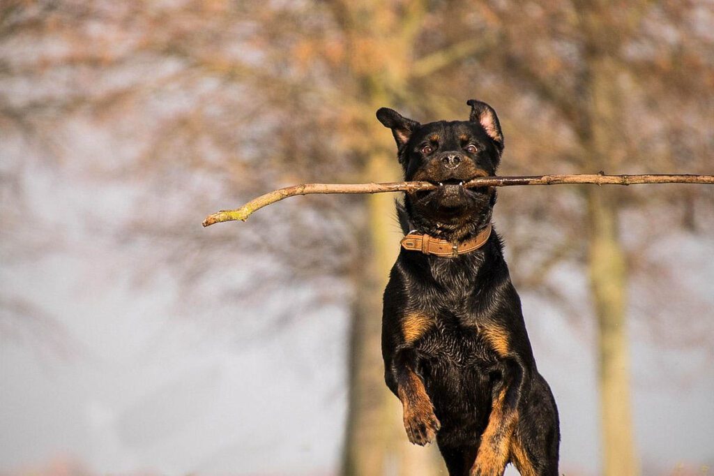 Rott jumping with a stick in its mouth during play