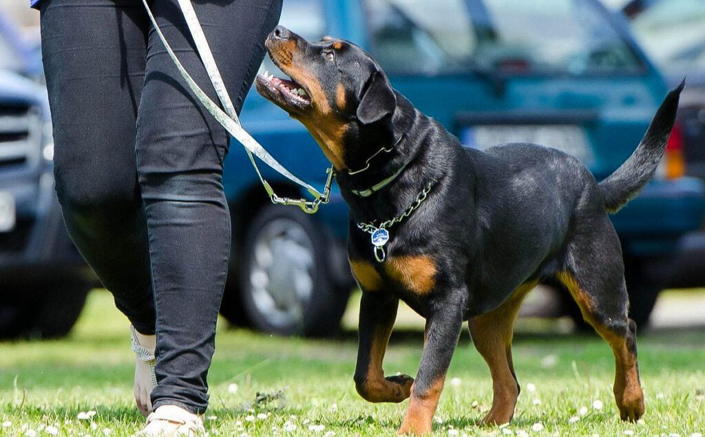Rottweiler walking on grass next to its owner outdoors