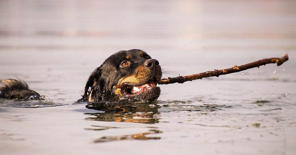 Dog swimming in water while holding a stick in its mouth