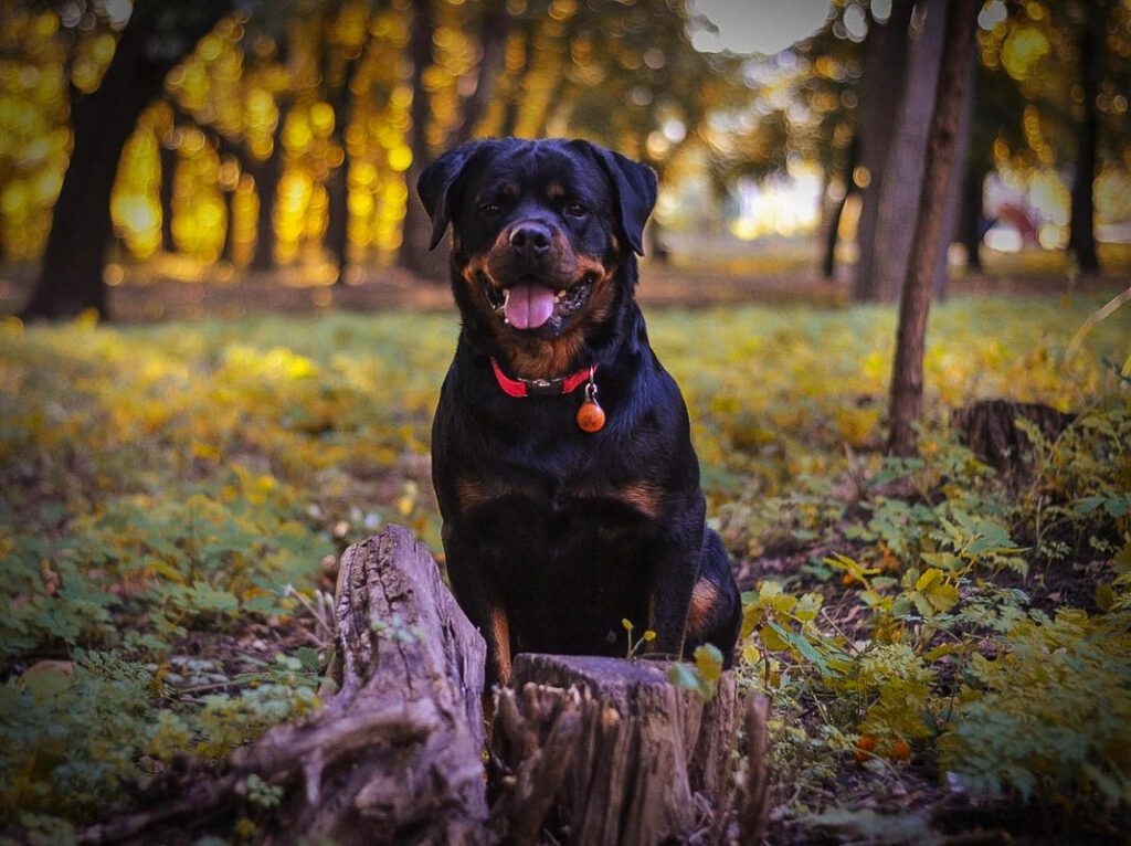 A muscular rott sitting outdoors