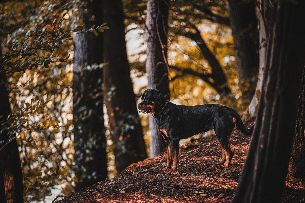 A dog standing in forest
