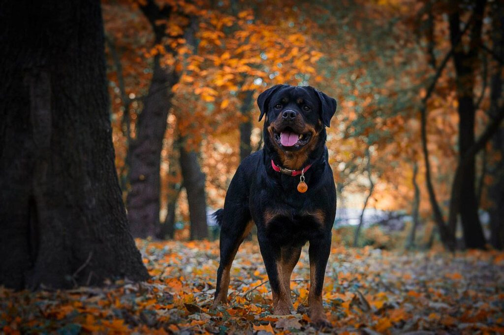 A rottweiler standing on a leaves